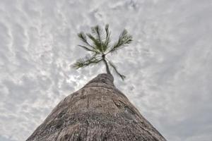 Coco palma árbol en tropical blanco arena playa foto