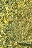 A flat fish eyes detail while hiding in the sand  in indonesia photo