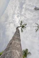 Coco palma árbol en tropical blanco arena playa foto