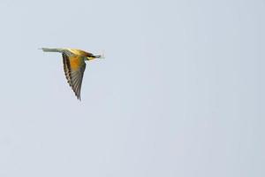 A bee eater bird flying with a butterfly photo