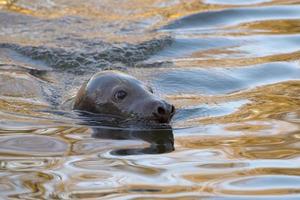 retrato de foca gris foto