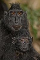 macaco negro con cresta mientras te mira en el bosque foto