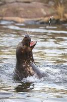 grey seal portrait while eating photo