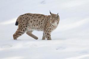Lynx in the snow photo