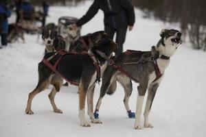 sledding in lapland photo