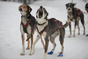 sledding with sled dog in lapland in winter time photo