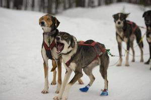 sledding in lapland photo
