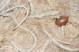 Fishing net hanging for drying photo