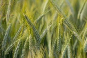 Ear of Wheat in the wind photo