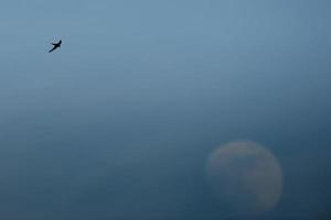 A swift swallow on the moon background photo