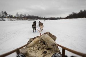 sledding in lapland photo