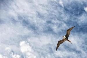 Gannet Bird while flying photo