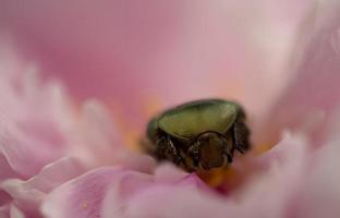 Metallic green beetle into pink flower photo