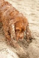 cachorro recién nacido cocker spaniel inglés perro cavando arena foto