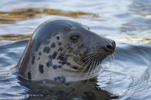 grey seal portrait photo