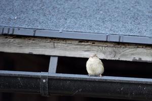 sparrow on gutter photo