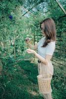 Beautiful Asian woman wearing glasses and a white shirt holding a wicker basket standing in the garden picking Clitoria ternatea or Fresh Butterfly pea flower in the morning. photo