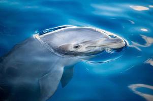 delfines sonriendo primer plano retrato foto