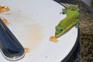 Gold dust day gecko while looking at you photo