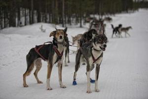 sledding with sled dog in lapland in winter time photo