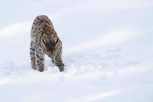 Lynx on the snow background while looking at you photo