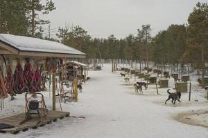 sledding with sled dog in lapland in winter time photo