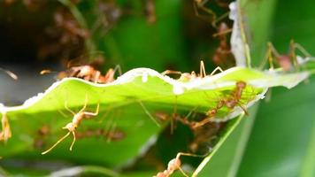 le rouge fourmis en marchant dans et en dehors de le nid. video