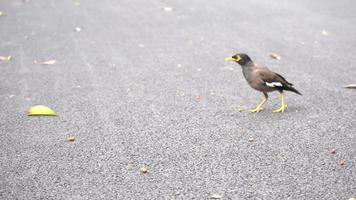 myna vogel zijn vind voedsel Aan de grond verdieping in de park. video