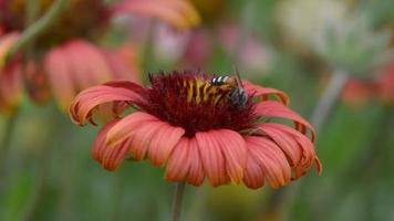 el flores en naturaleza, Brillo Solar y viento soplo suavemente, mariposas y abejas volador para néctar. video