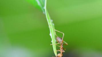 le rouge fourmis en marchant dans et en dehors de le nid. video