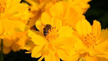abejas son volador y comiendo polen desde flor en el Mañana en un bueno clima. video