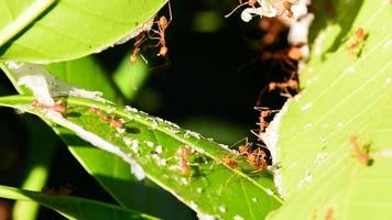 The red ants walking in and out of the nest. video