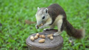 a esquilo comer noz dentro a parque. video