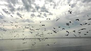 mouette échapper de une sibérien hiver temps venu à Thaïlande chaque an. video