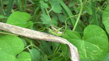 The green grasshopper are breeding on a nature background. video