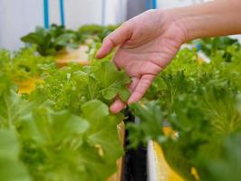 Farmer's hands in hydroponics garden in the morning health care concept photo