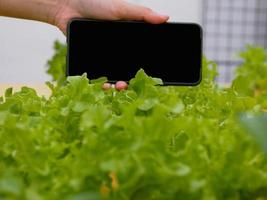 agricultores manos en hidroponia jardín en el Mañana con negro teléfono inteligente pantalla foto