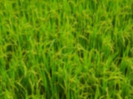 Blurred green nature or rice plant background photo