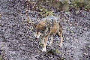 gris lobo viniendo en invierno bosque antecedentes foto