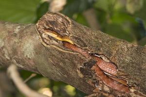 Indonesian Snake on a Tree photo