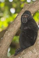 crested black macaque while looking at you in the forest photo