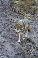 grey wolf coming in winter forest background photo