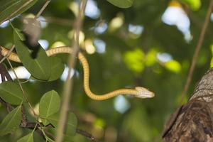 indonesio serpiente en un árbol foto