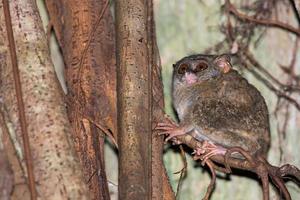 Tarsius indonesian endemic small nocturnal monkey photo