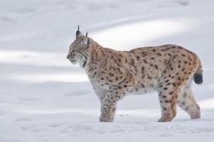 Lynx in the snow photo