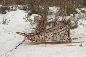 dog sled in lapland photo