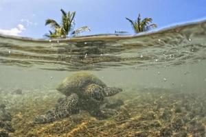 tortuga verde bajo el agua de cerca cerca de la orilla foto