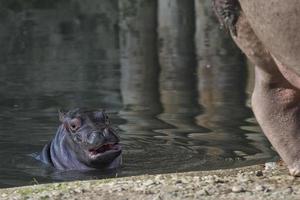 baby and big mother hyppopotamus portrait photo