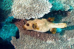 colorful ball puffer fish on the reef background photo