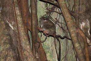 tarsius indonesio endémico pequeño mono nocturno foto